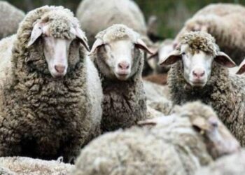 Καμία απειλή για τις πληρωμές – Χρειάζεται υπευθυνότητα από όλους για την αντιμετώπιση της ευλογιάς 19/09/2025