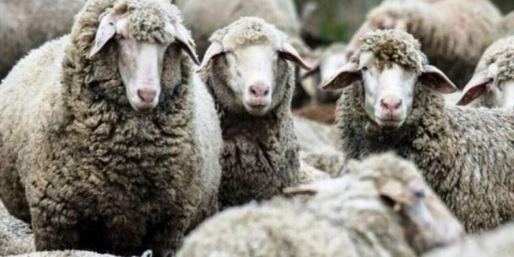 Καμία απειλή για τις πληρωμές – Χρειάζεται υπευθυνότητα από όλους για την αντιμετώπιση της ευλογιάς 19/09/2025