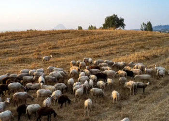 Κτηνοτρόφοι σε αναμμένα κάρβουνα – Το φάντασμα του lockdown επιστρέφει από… τα μαντριά