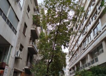 Το επόμενο… δέντρο