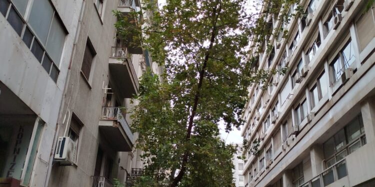 Το επόμενο… δέντρο