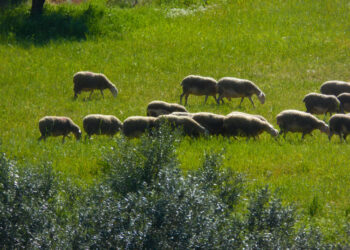 Επιπρόσθετα μέτρα του Υπουργείου Αγροτικής Ανάπτυξης