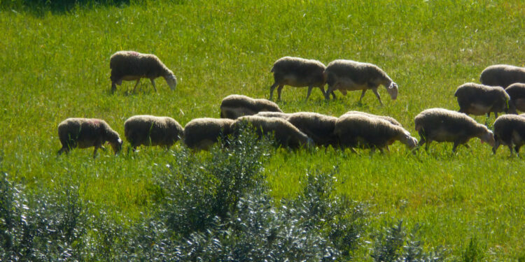 10 εκατ. ευρώ στις Περιφέρειες για αποζημιώσεις λόγω ευλογιάς αιγοπροβάτων