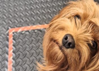 Θεσμοθετείται το "pet friendly" σήμα για τα τουριστικά καταλύματα