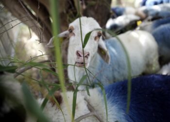 Κατέρρευσε η τεχνική λύση, γάλα, κρέας και ζωοτροφές θα ξεσκεπάζουν ποιος έχει ζώα και ποιος κορόιδευε το σύστημα