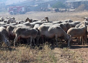 Επιπλέον 50 εκατ. ευρώ για αποζημιώσεις σε κτηνοτρόφους