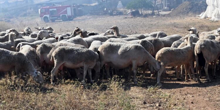 Επιπλέον 50 εκατ. ευρώ για αποζημιώσεις σε κτηνοτρόφους